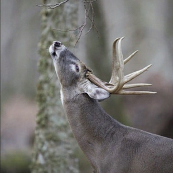 Meet your Posher, Mike - Picture 1 of 1